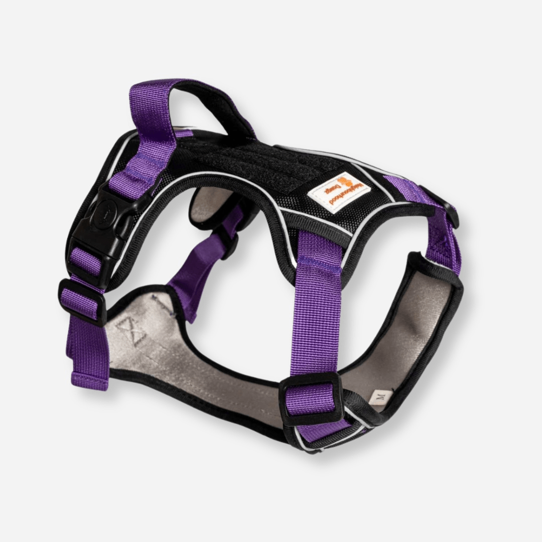 Purple reflective body fit dog harness with padded chest and adjustable straps