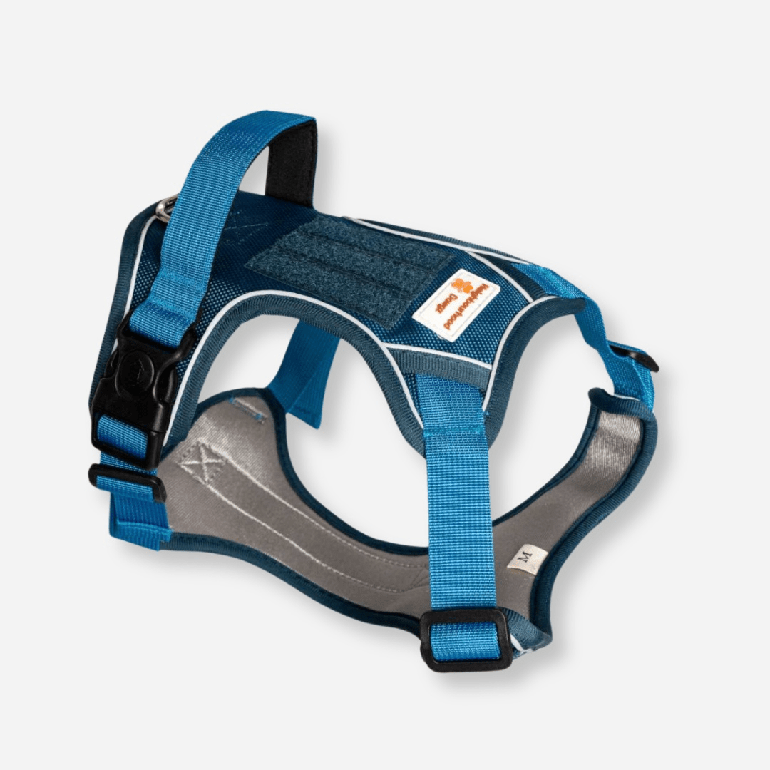 Blue reflective body fit dog harness with padded chest and adjustable straps