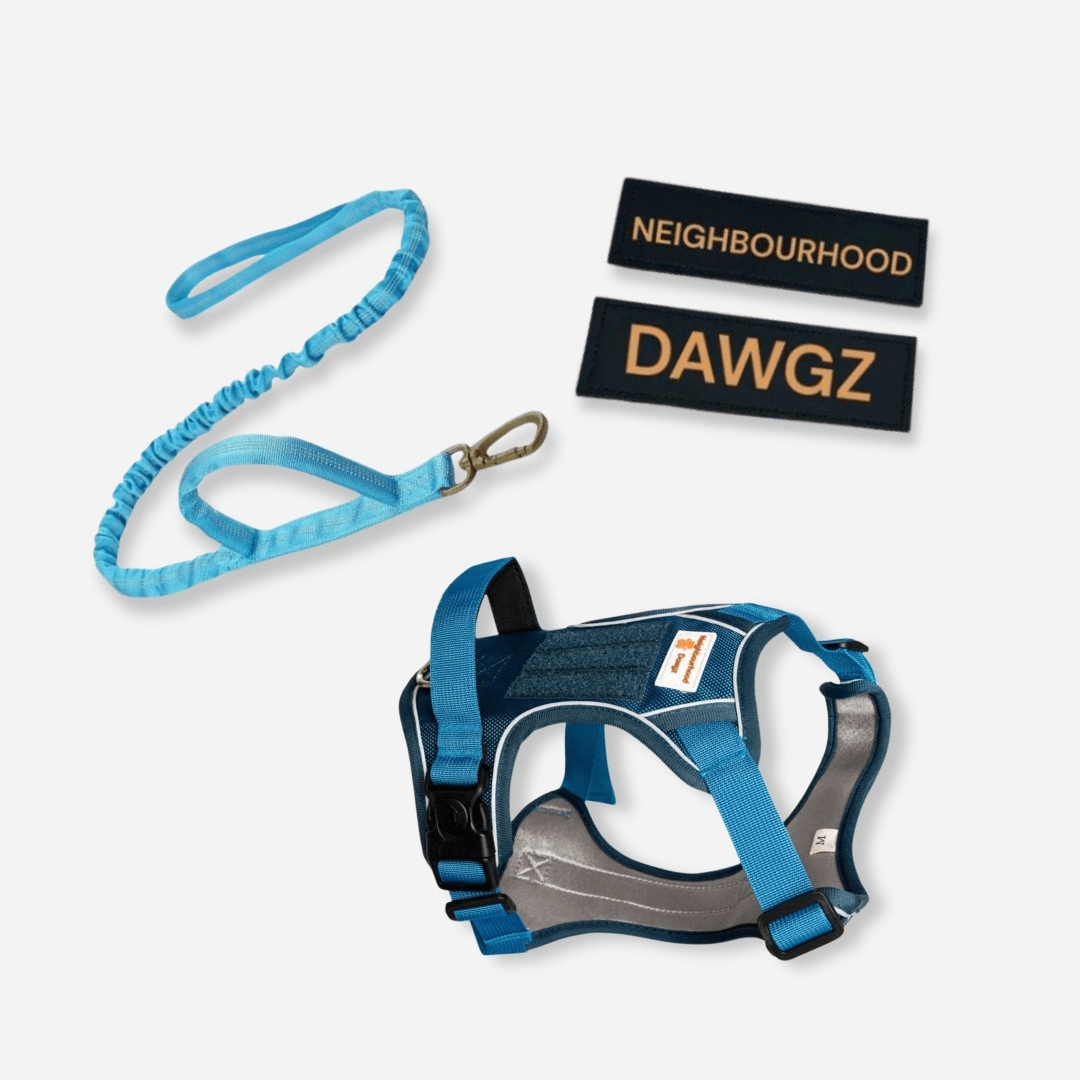 Blue reflective body fit dog harness with matching leash and custom velcro patch