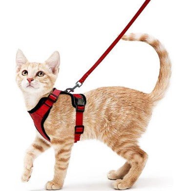 Red adjustable pet  harness and leash set for walking safely