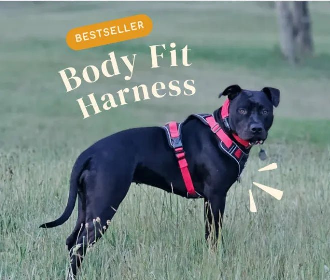 Bestsellers - Body Fit Harness - Neighbourhood Dawgz