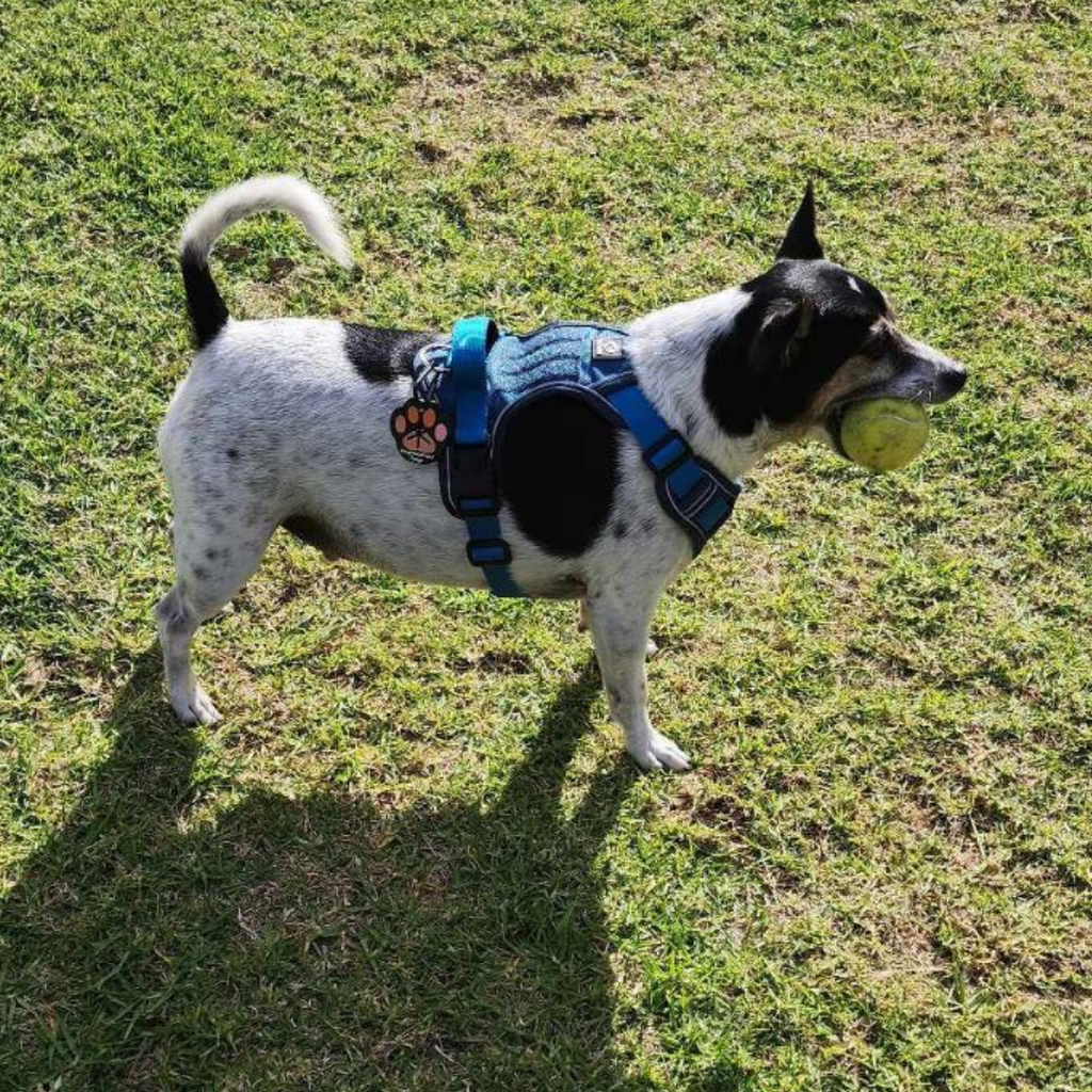 NEIGHBORHOOD DOG HARNESS グレー Dog Harness - Black – Feature