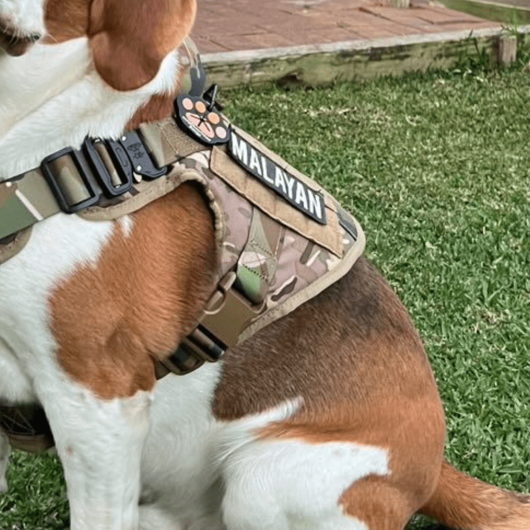 Medium siz dog wearing tactical harness with personalised velcro patch