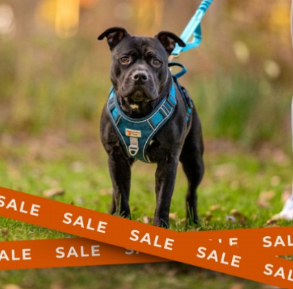 Staffy wearing a blue Body Fit Harness with magtching lead
