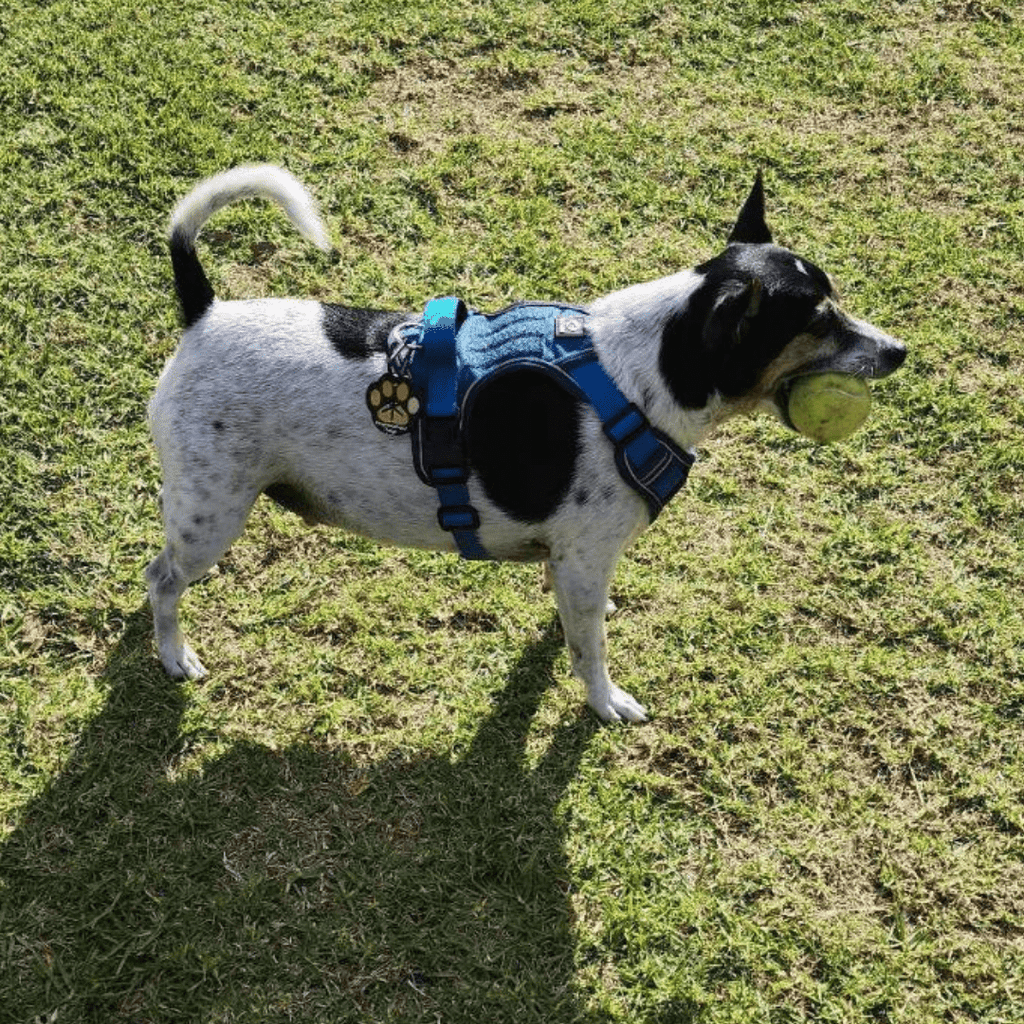 Dog Harnesses – Body, Tactical & Form Fit, Adjustable