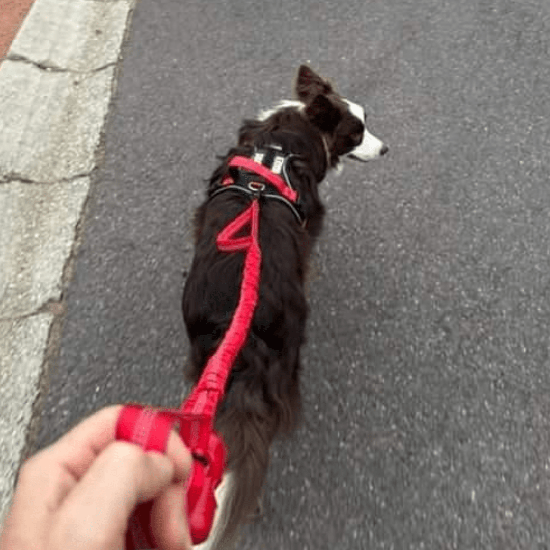Black dog walking with a Body Fit Harness & tactical Lead