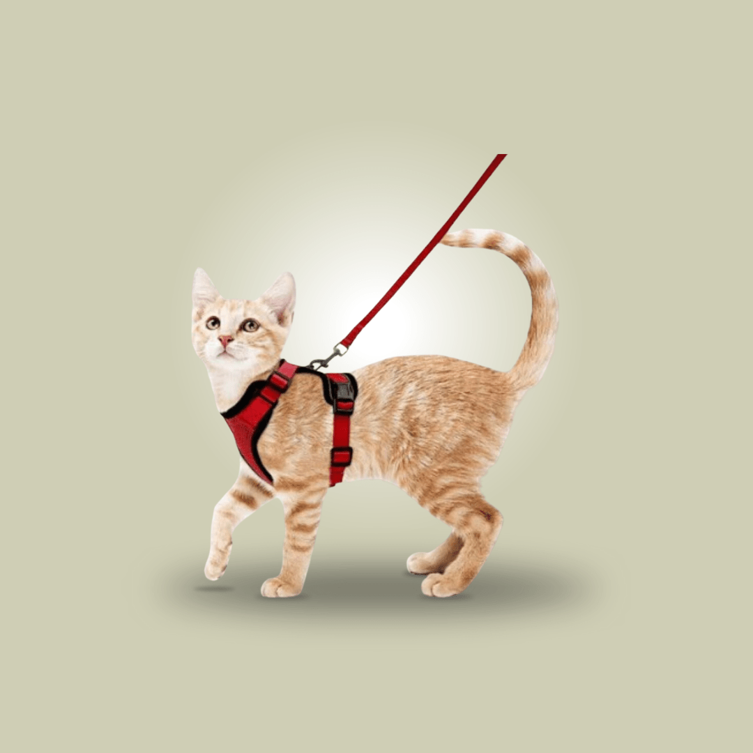 Cat wearing a matching harness & lead set