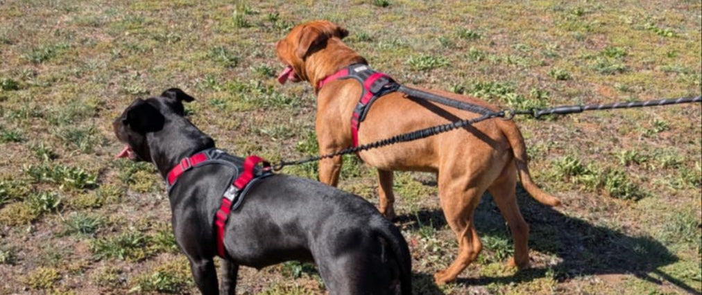 Two dogs, one black and one brown, wearing red and black harnesses, stand on a grassy field, leashed with bungee leads and looking into the distance.