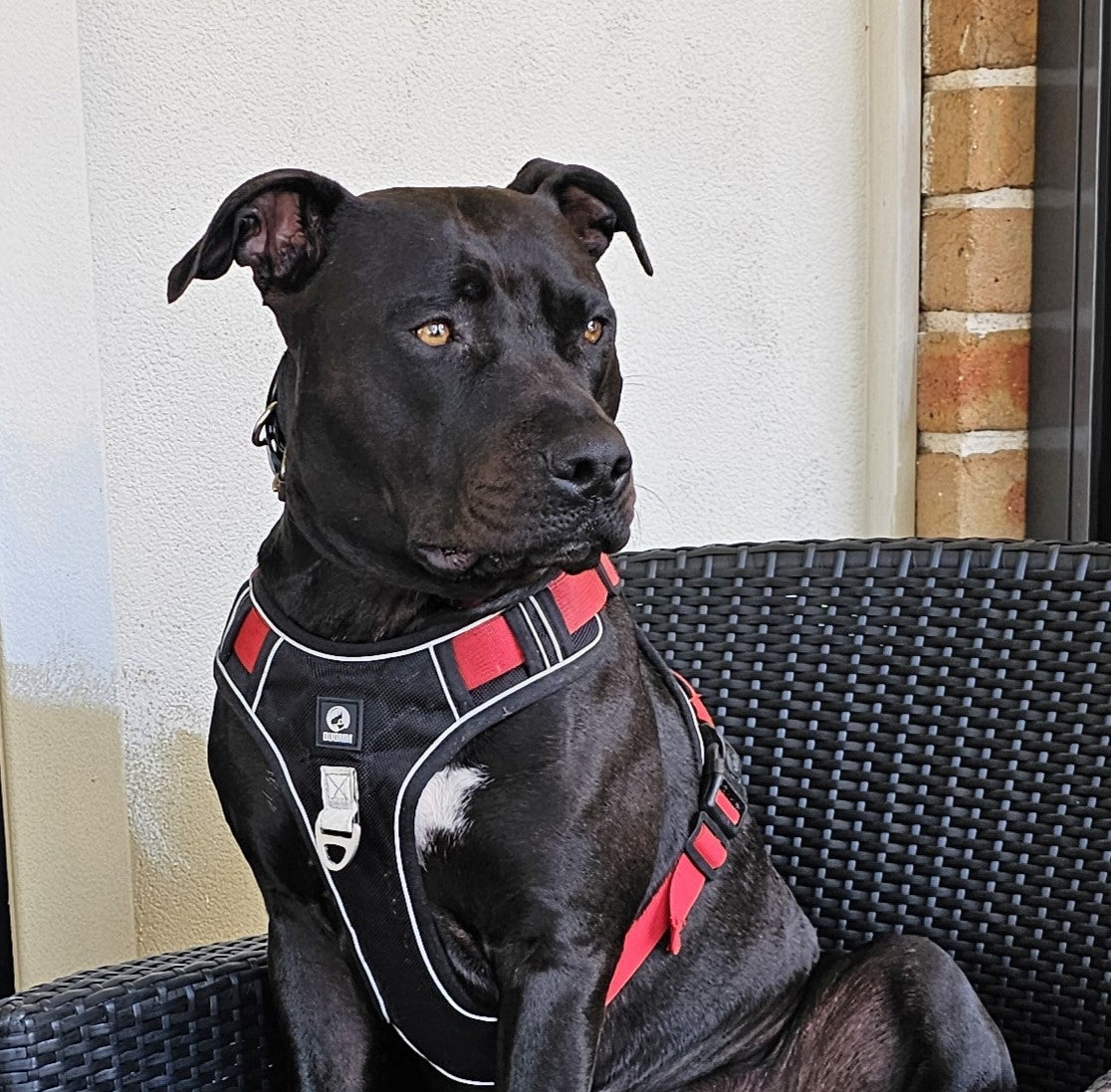 Contact Neighbourhood Dawgz – Dog Harnesses, Collars & Leads