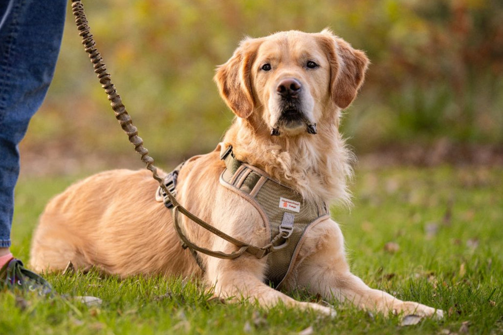 Body Fit Harness