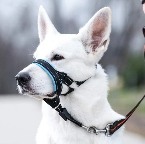 Dog Head Halter with Adjustable Safety Strap for Comfort and Control Neighbourhood Dawgz