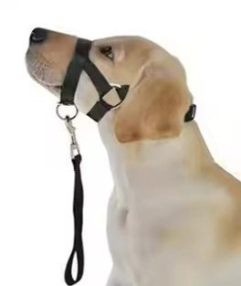 Dog Head Halter with Leash – Adjustable, Padded & No - Pull Control for Training - Neighbourhood Dawgz