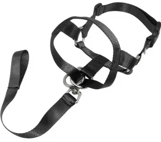 Dog Head Halter with Leash – Adjustable, Padded & No - Pull Control for Training - Neighbourhood Dawgz