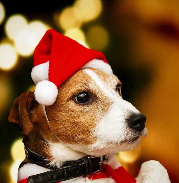 Dog Santa Hat – Festive Christmas Pet Accessory - Neighbourhood Dawgz