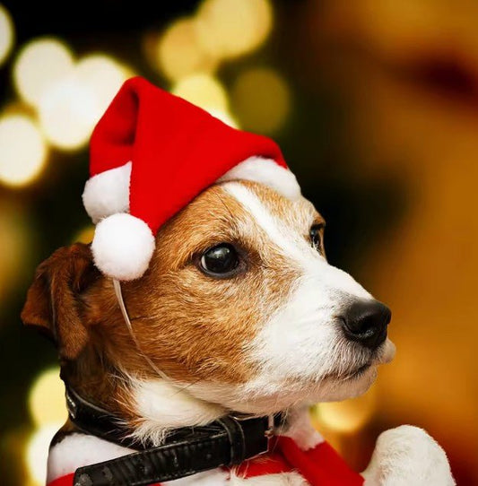 Dog Santa Hat – Festive Christmas Pet Accessory - Neighbourhood Dawgz