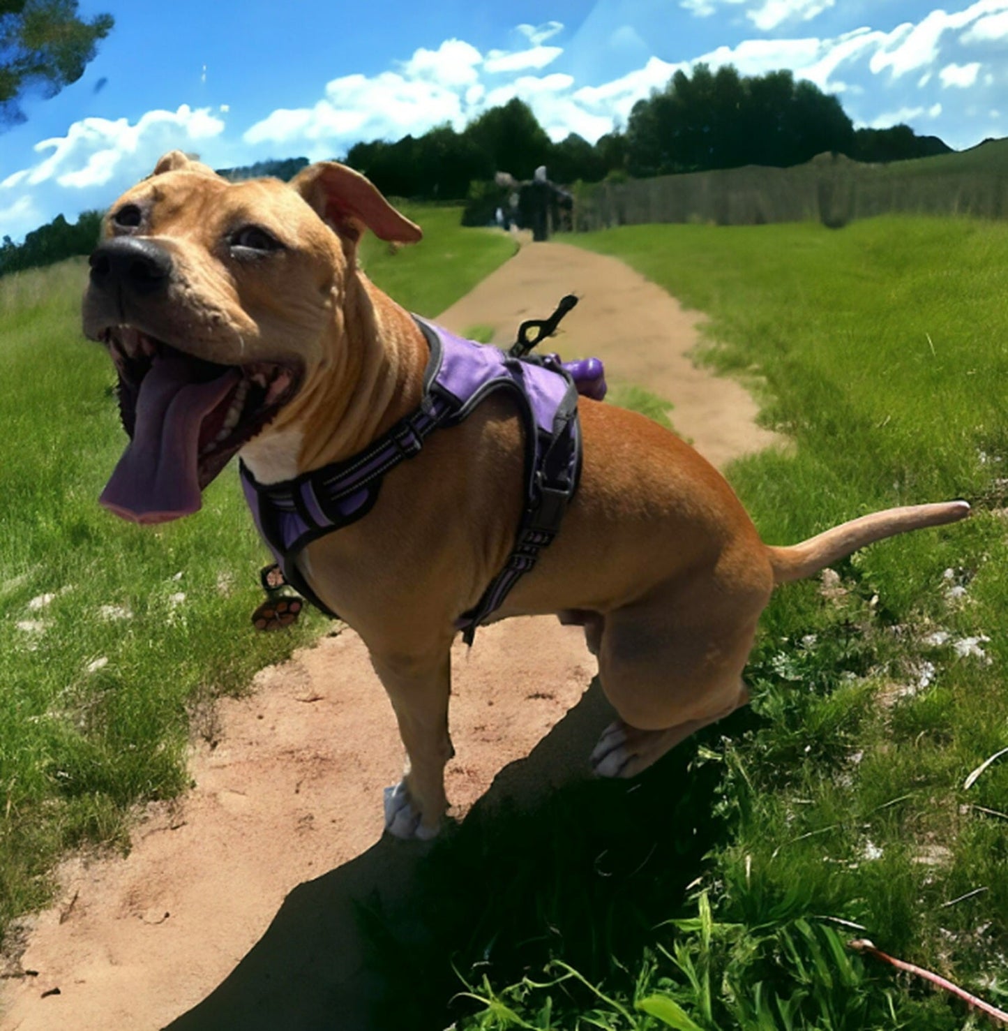 Reflective dog harness (purple) on dog outdoors