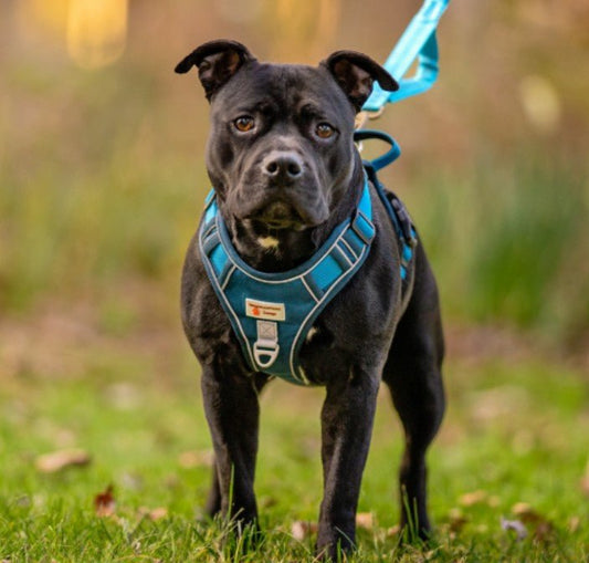 No - Pull Body Fit Dog Harness – Comfortable, Secure & Includes FREE Name Patch - Neighbourhood Dawgz