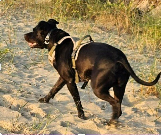 No - Pull Body Fit Dog Harness – Comfortable, Secure & Includes FREE Name Patch - Neighbourhood Dawgz