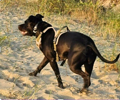 No - Pull Body Fit Dog Harness – Comfortable, Secure & Includes FREE Name Patch - Neighbourhood Dawgz