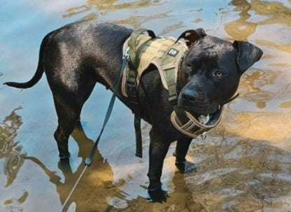 No - Pull Body Fit Dog Harness – Comfortable, Secure & Includes FREE Name Patch - Neighbourhood Dawgz