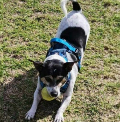 No - Pull Body Fit Dog Harness – Comfortable, Secure & Includes FREE Name Patch - Neighbourhood Dawgz