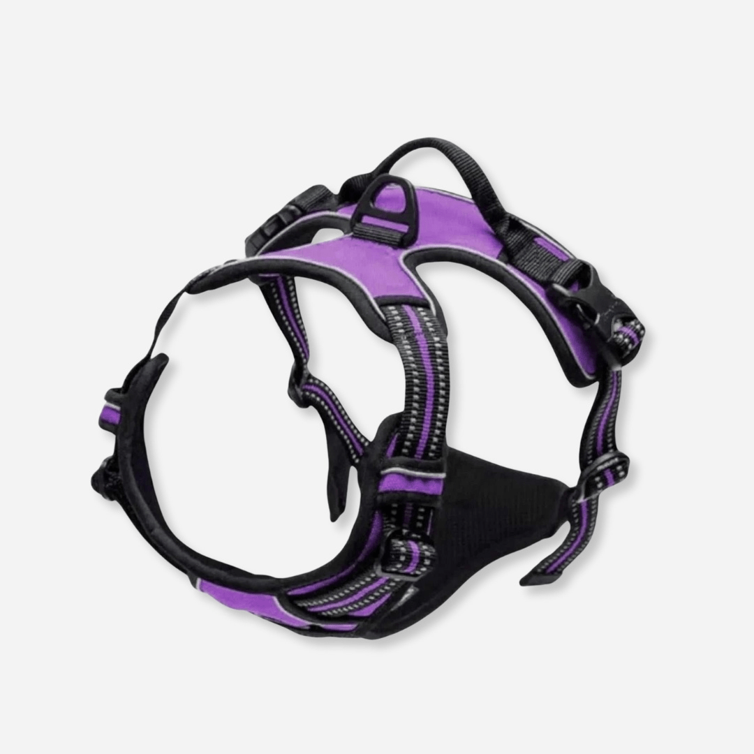purple reflective dog harness with padded chest and adjustable straps