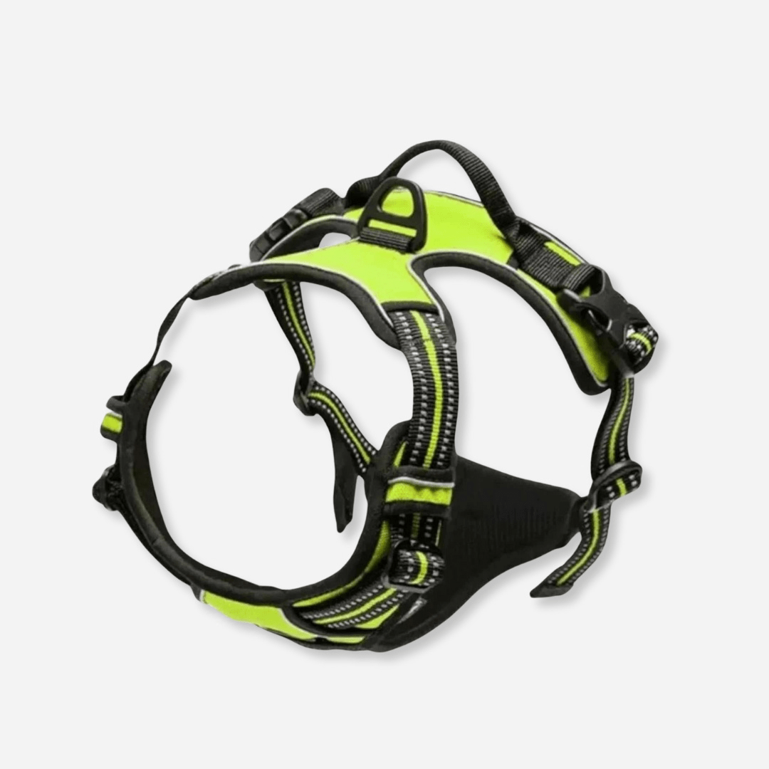Reflective dog harness (green) on dog outdoors