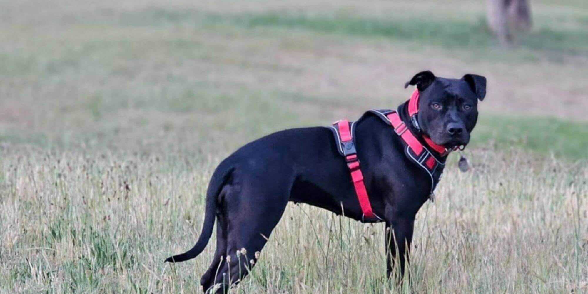 Black dog wearing a red harness in a grassy field