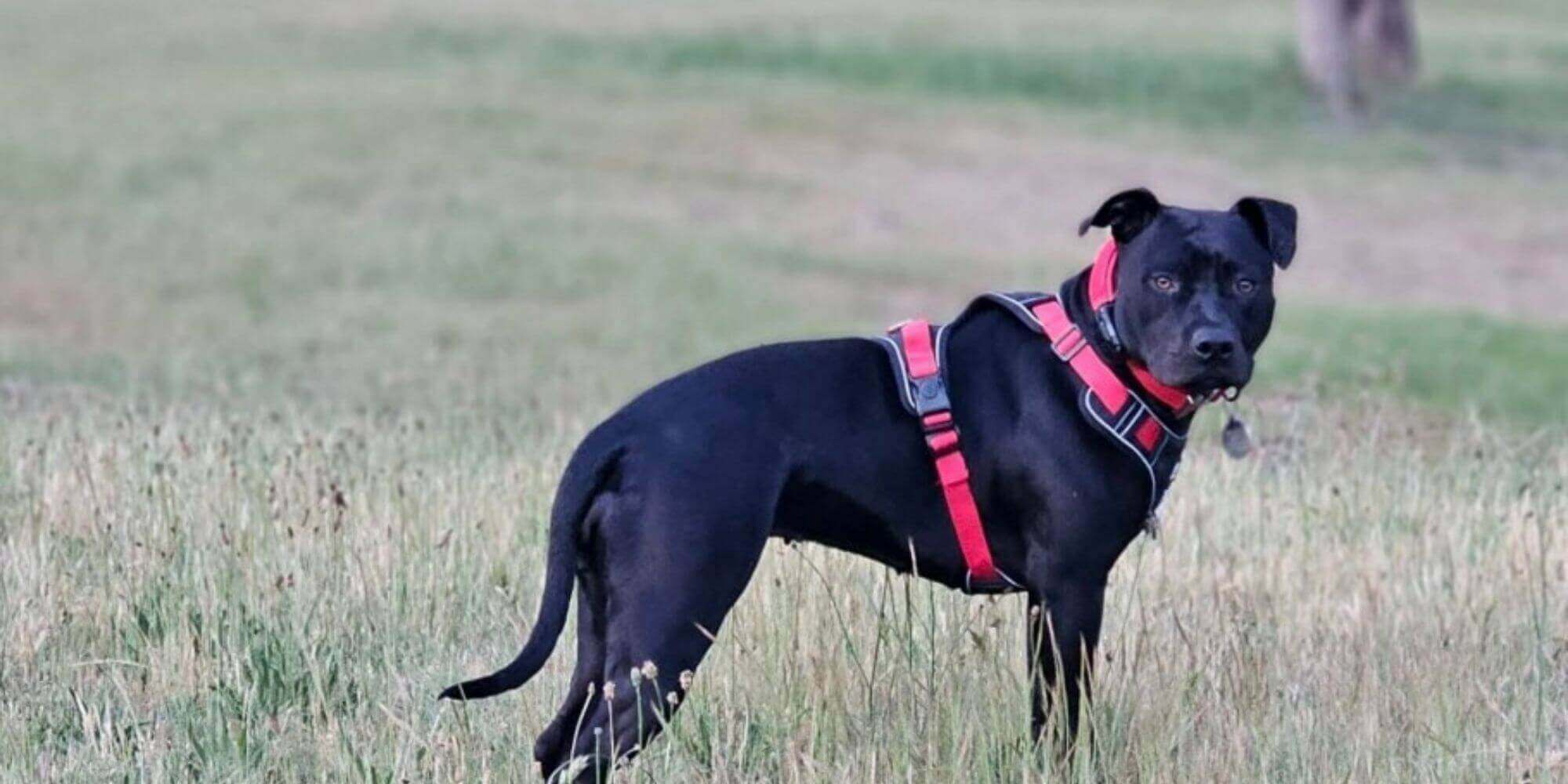 Dog Harness Australia | Personalised Harnesses & Leads
