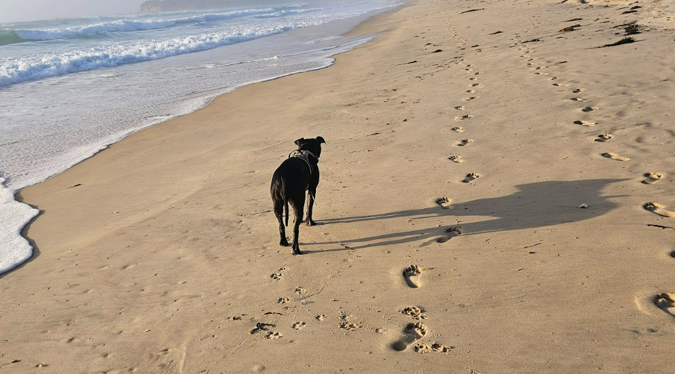 Black dog standing on a sandy beach with ocean waves in the background