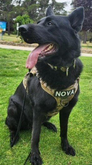 Tactical No - Pull Dog Harness – Heavy - Duty, Adjustable | Includes Personalised Velcro Patch - Neighbourhood Dawgz