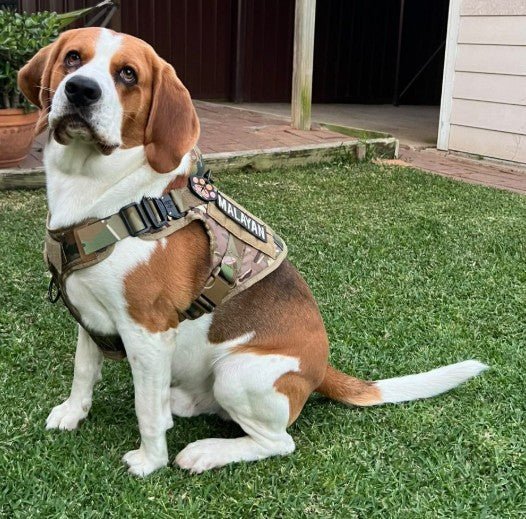 Tactical No - Pull Dog Harness – Heavy - Duty, Adjustable | Includes Personalised Velcro Patch - Neighbourhood Dawgz